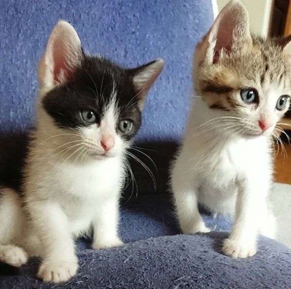 チェリーちゃん、ビリーくん