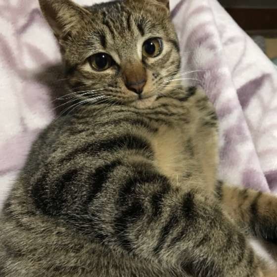 布団でくつろぐキジトラ