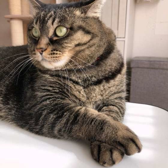 すまし顔のサバトラ