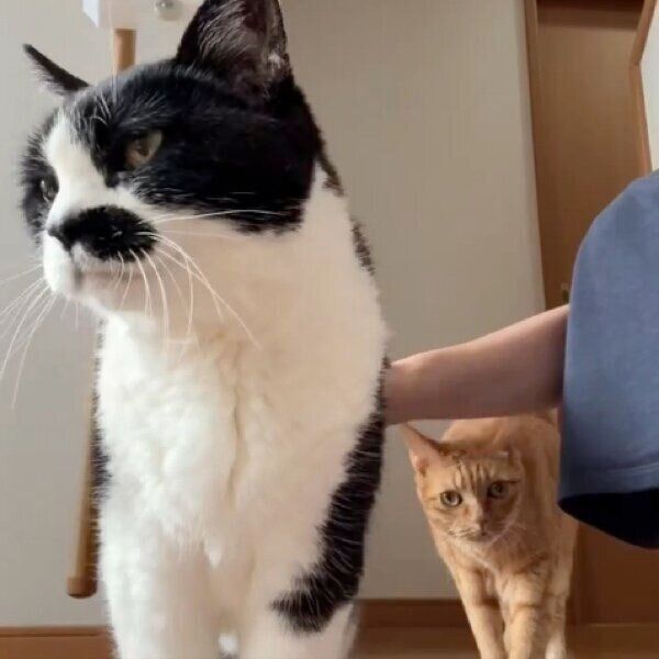 飼い主さんのトントンに集まる愛猫たち