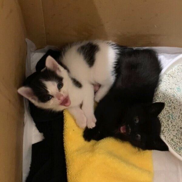 保護されて家にやってきた初日のおはぎちゃん、おむすびくん