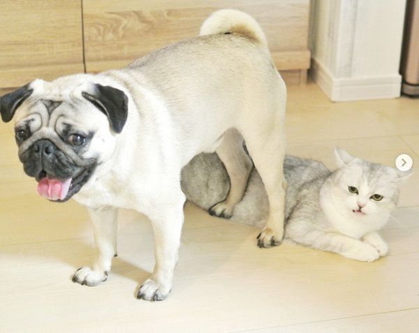 寄り添うスコティッシュフォールドとパグ