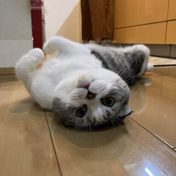 スコティッシュフォールドのわさびくん