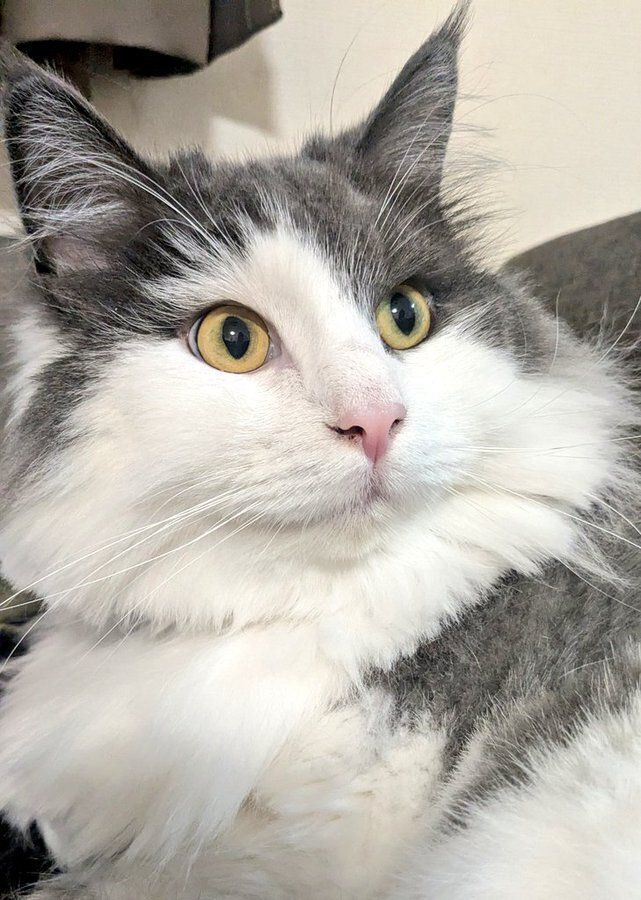 飼い主を見る猫