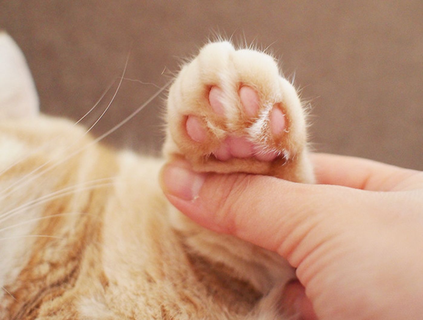 肉球のハミ毛カット マンチカンのぷーちゃん Vol 14 ねこのきもちweb Magazine 肉球のハミ毛カット マンチカンのぷーちゃん Vol 14 ねこのきもちweb Magazine