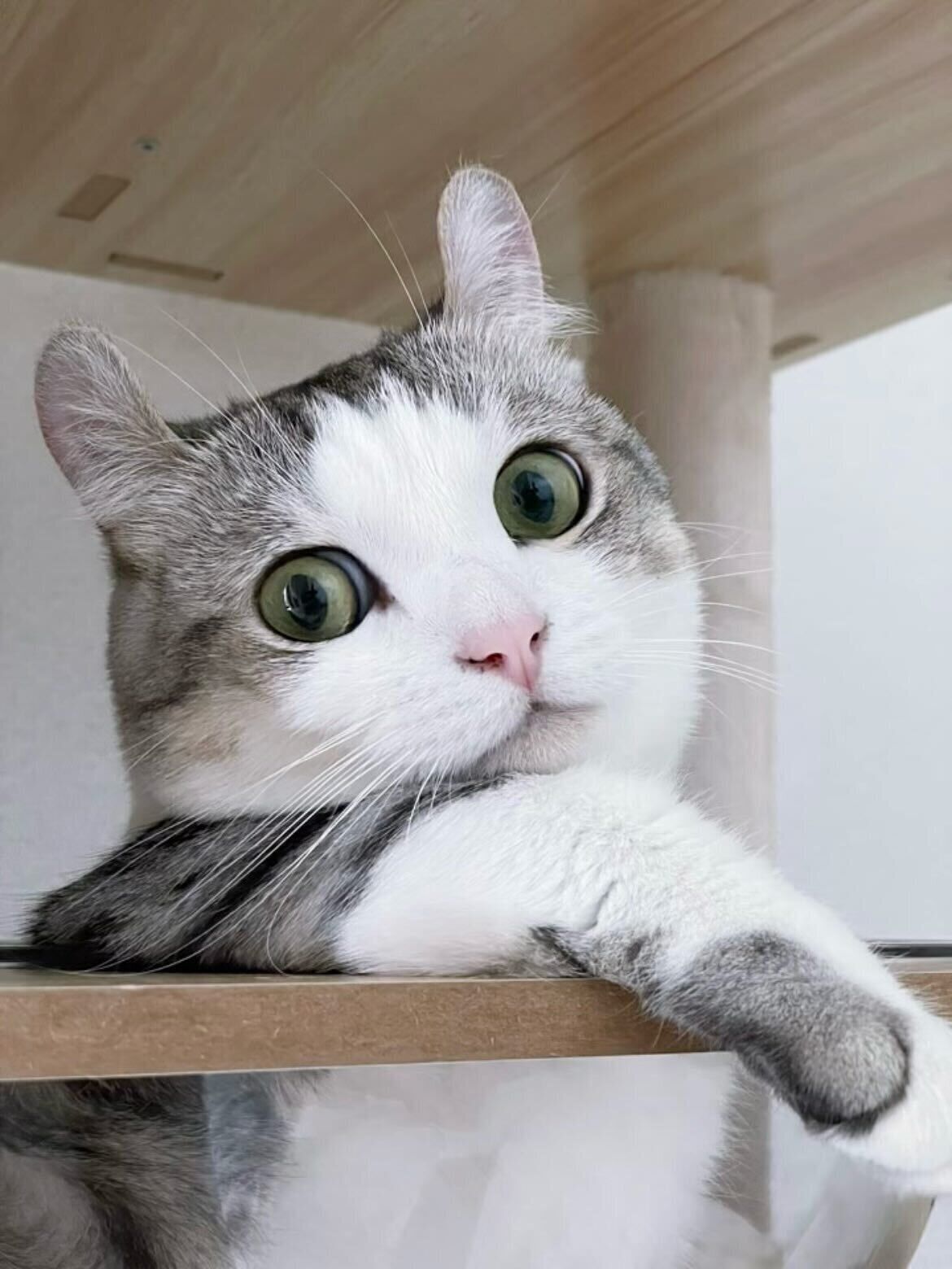 飼い主を見つめる猫