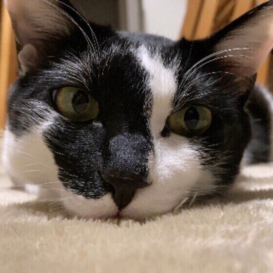 黒白のアマジロちゃん