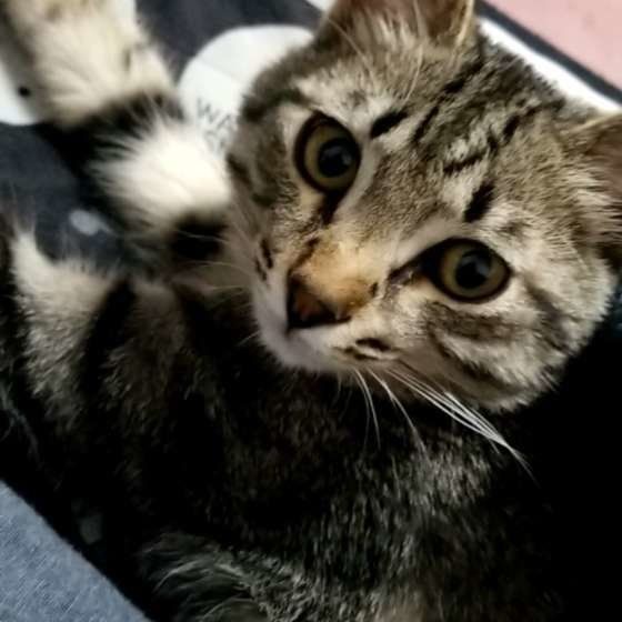 かわいいキジトラ