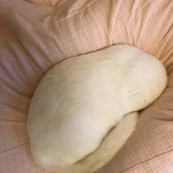 シャーガちゃんのごめん寝