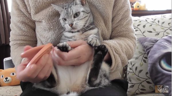爪切りが嫌いな猫