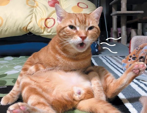 猫の「フレーメン反応」