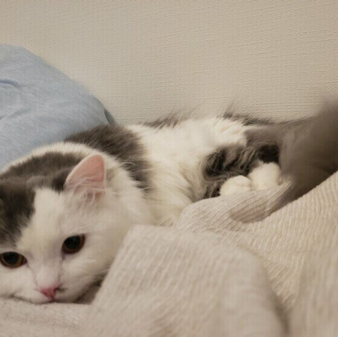 フォルムがそっくり 笑 約6割の人が知っている猫の ツチノコ寝 とは ねこのきもちweb Magazine フォルムがそっくり 笑 約6割の人が知っている猫の ツチノコ寝 とは ねこのきもちweb Magazine