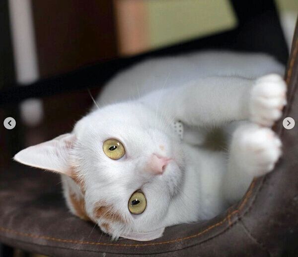 寝転がるサニちゃん