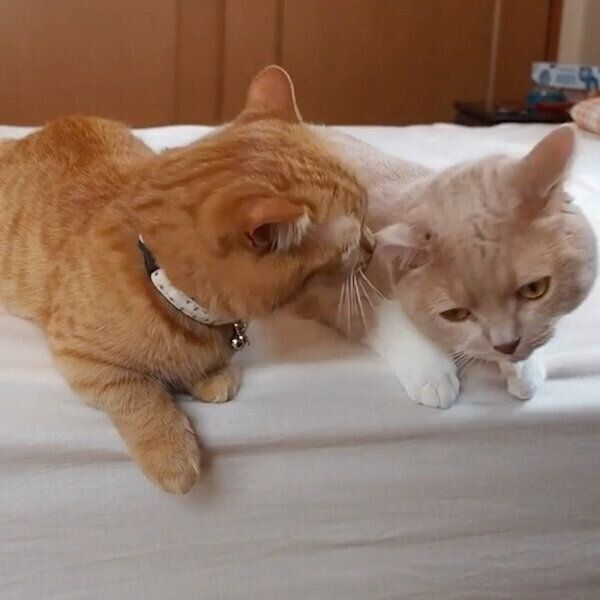 ネネちゃんのお耳をカプッとしちゃうココちゃん