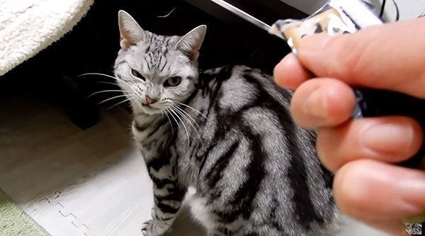 怒るアメリカンショートヘア