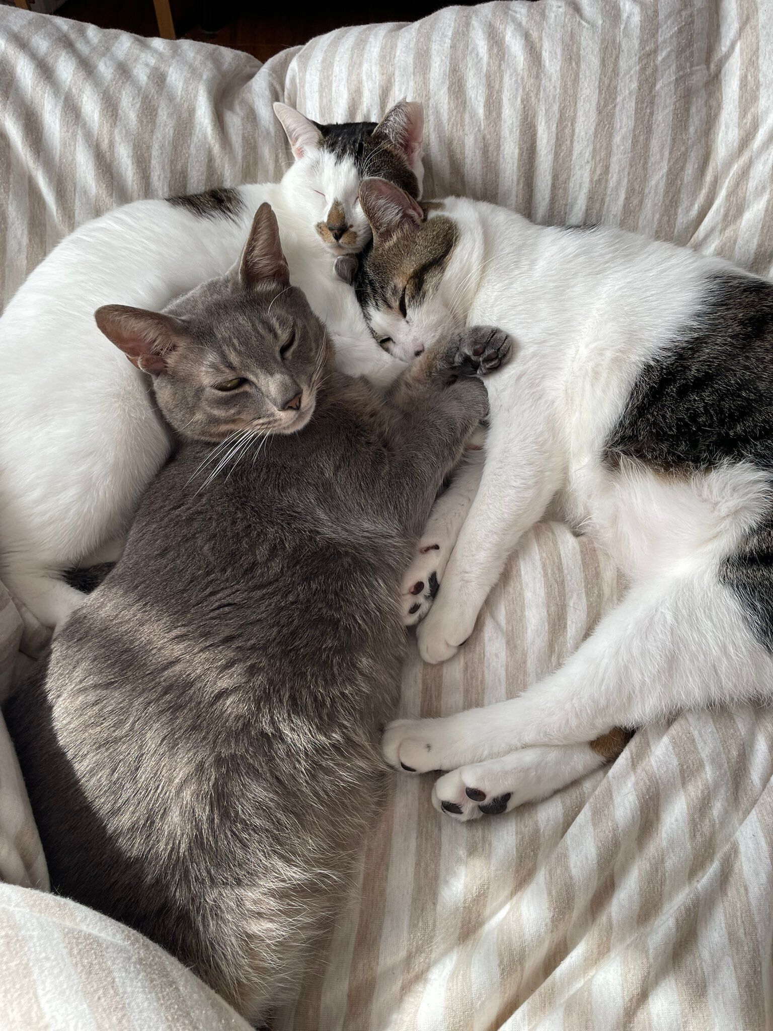 寄り添って寝る2匹の猫たち