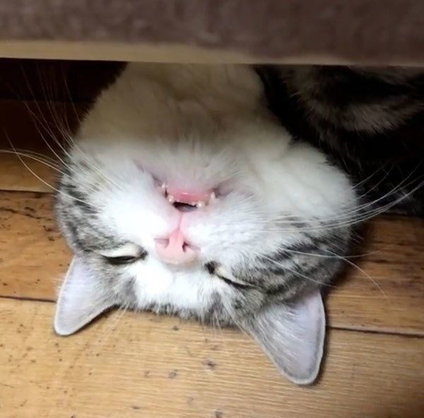 眠るマンチカン