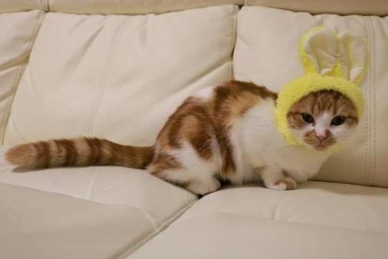 うさぎのかぶりものをしたみやびちゃん