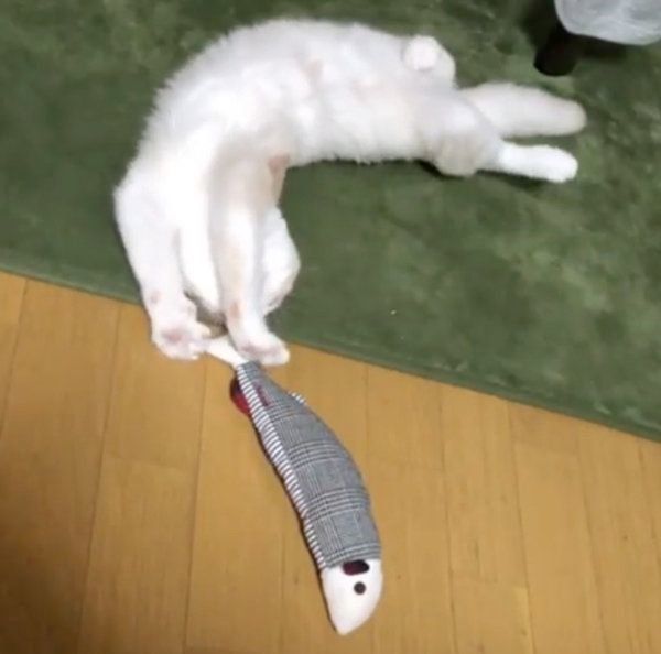 おもちゃで遊ぶスコティッシュフォールド