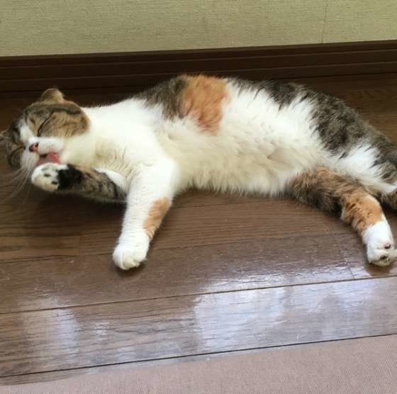 毛繕いするスコティッシュフォールド