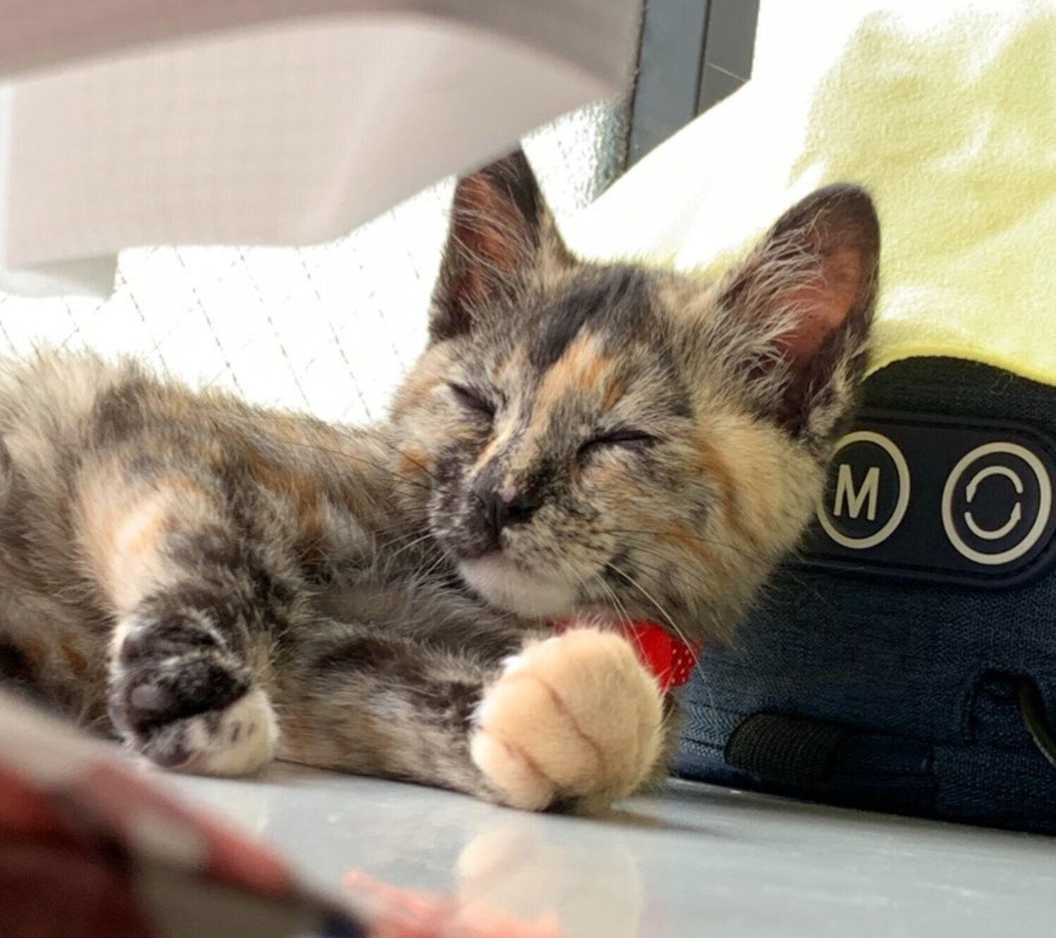 生後3カ月のころの冨来ちゃん