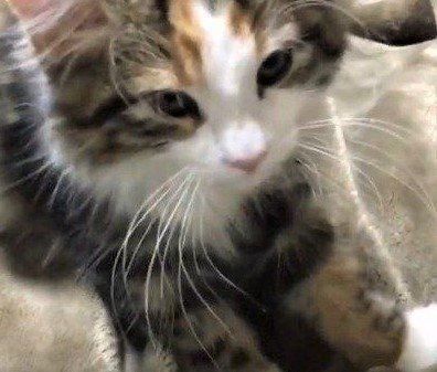 フミフミする子猫