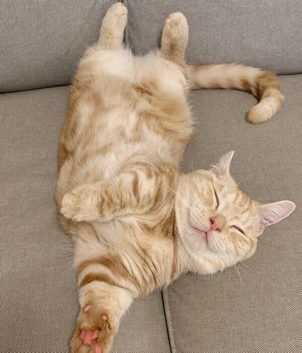 ソファでのびるきなこくん