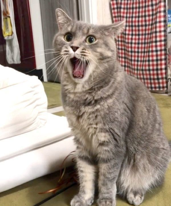 「遊ぼう」と飼い主さんを誘うあぽろくん