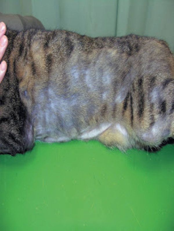 猫の皮膚の病気