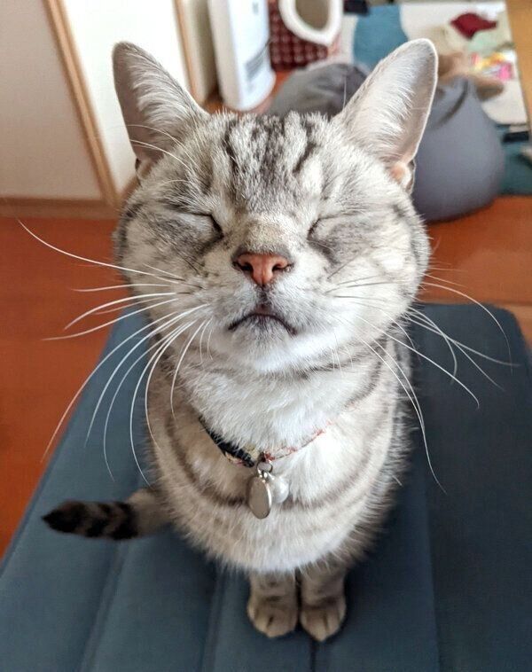 ごはんをおねだりするベルちゃん