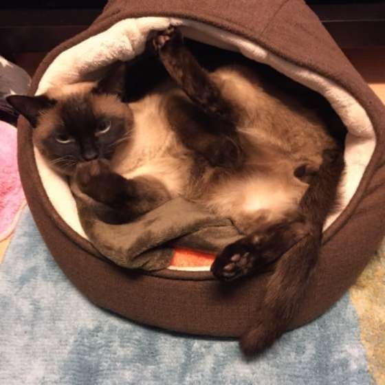 くつろぐシャム