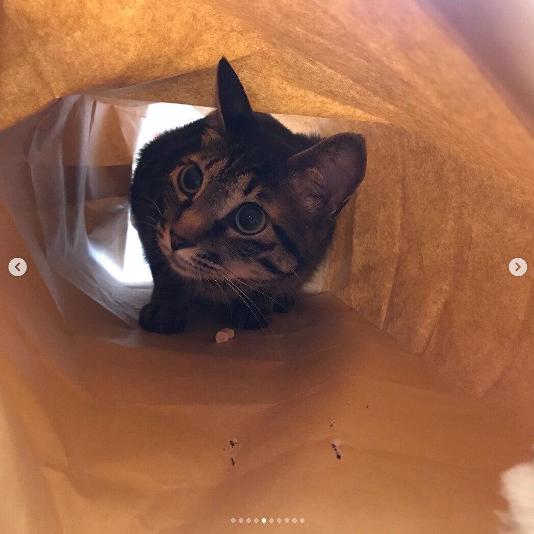 100均の猫トンネルで遊ぶネネちゃん