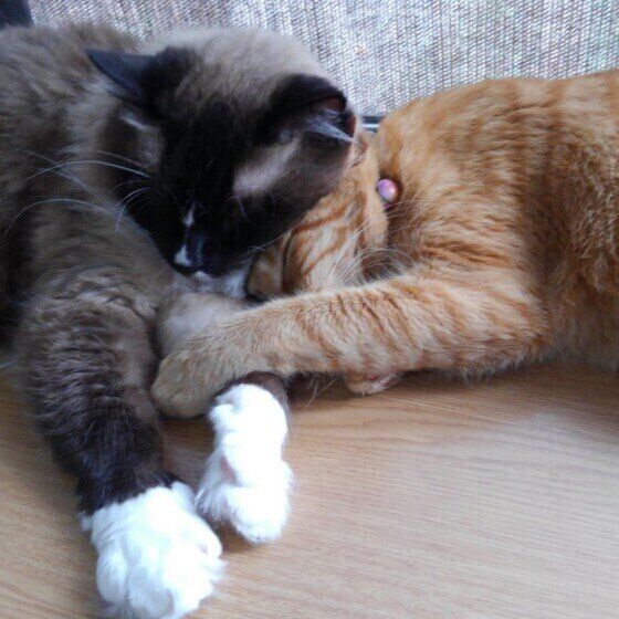 仲良く寝る猫