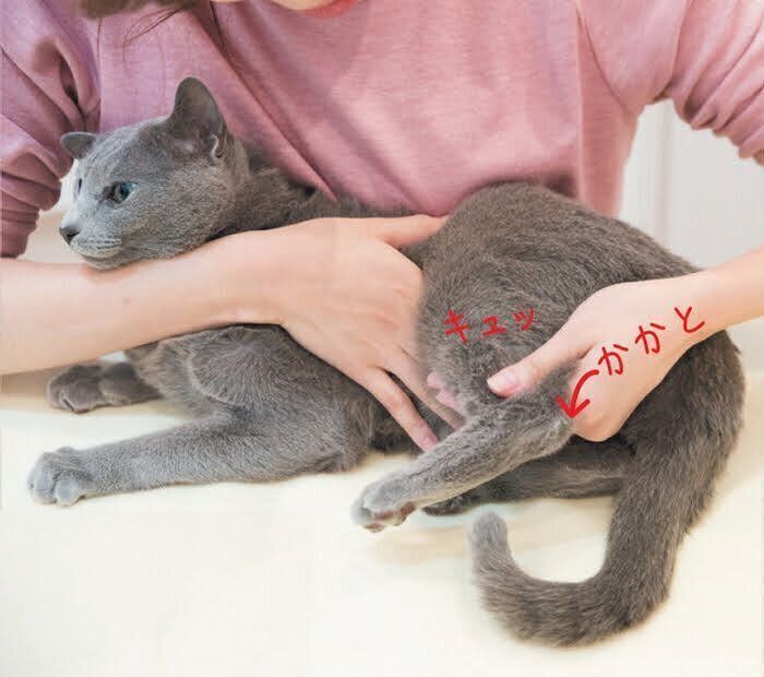 猫の足マッサージ