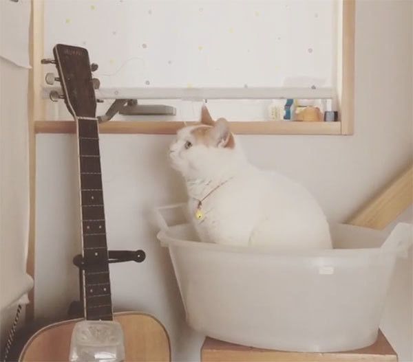 ギターを見る猫