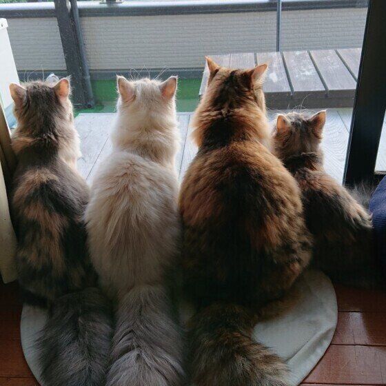 ベランダを見る猫