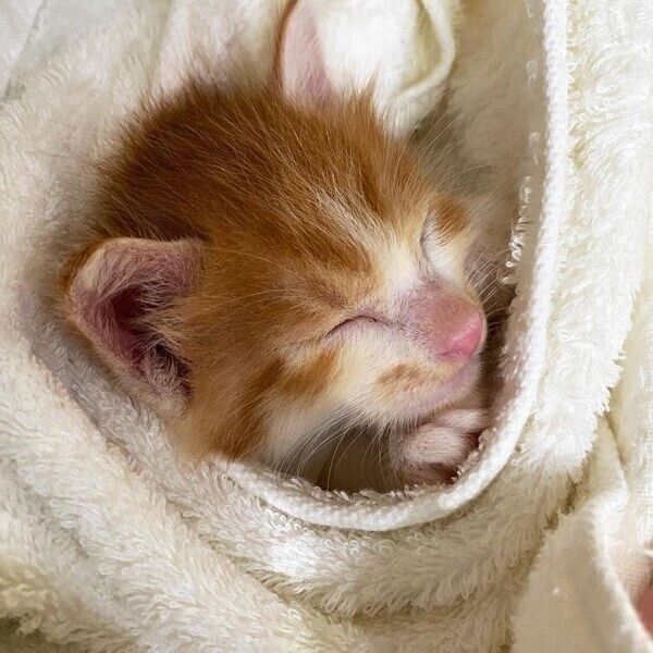 飼い主さんに温められて安心する様子のジンくん