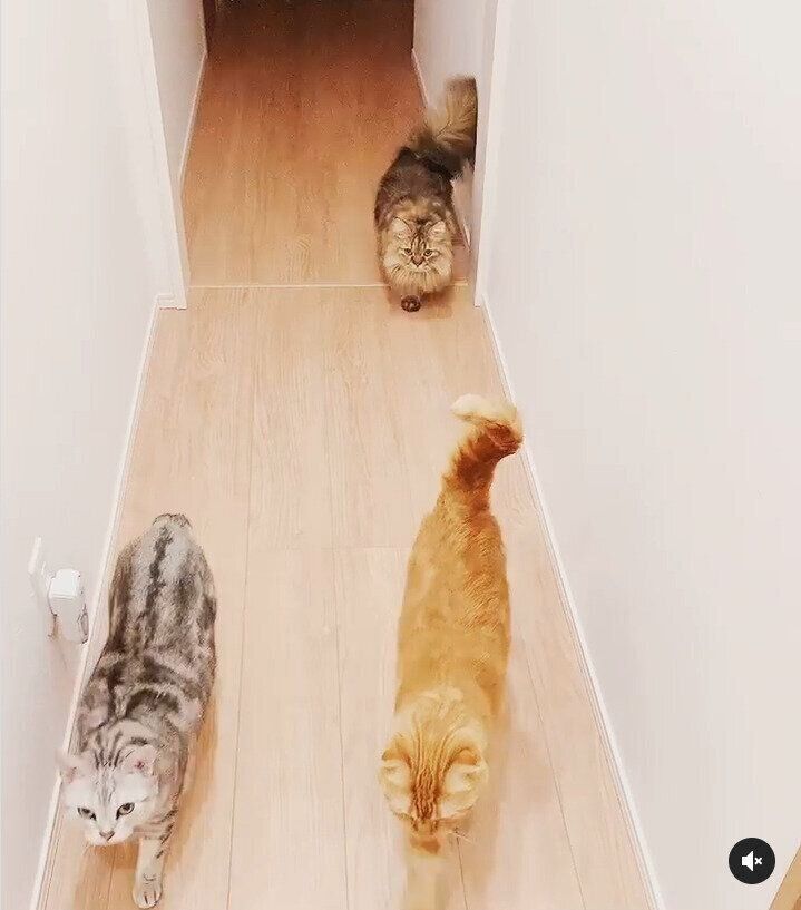 飼い主さんについていく猫たち