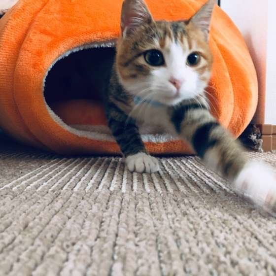 ベッドから出る三毛猫