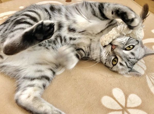 またたびで遊ぶアメリカンショートヘア