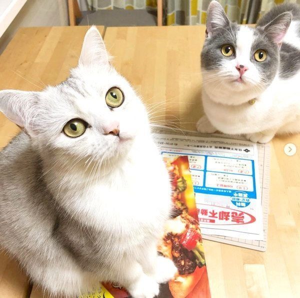 まんまるお目めのスコティッシュフォールドとブリティッシュショートヘア