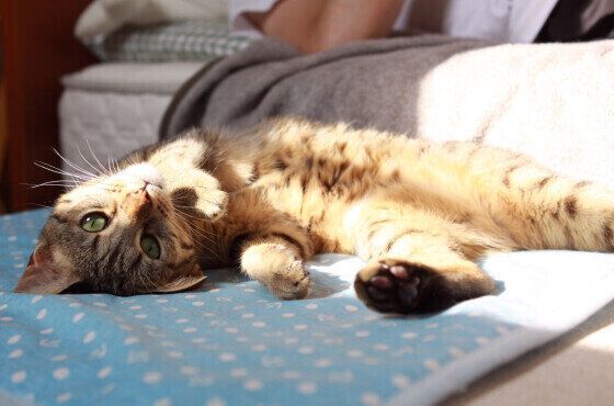 ヘソ天するベンガル