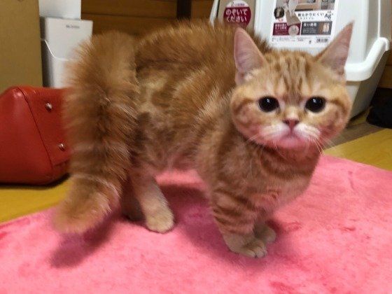 びっくりするマンチカン