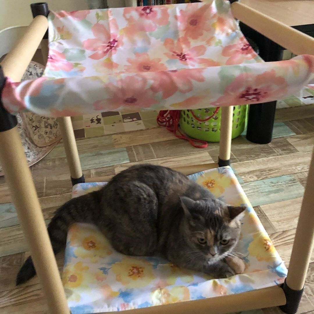 下の段がお気に入り　いーちゃん