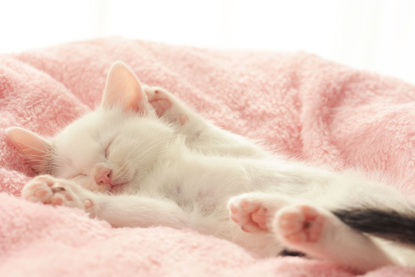 なぜ人は猫に癒されるのか 猫のピンク色 にはパワーがあるらしい ねこのきもちweb Magazine なぜ人は猫に癒されるのか 猫のピンク色 にはパワーがあるらしい ねこのきもちweb Magazine
