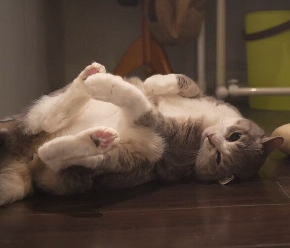 ゴロゴロするモアレちゃん♡