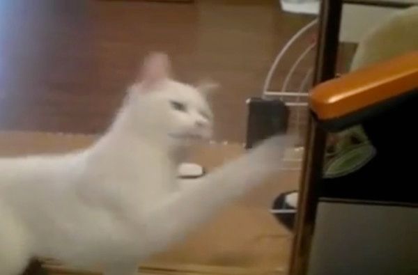 掃除機を見つめる猫