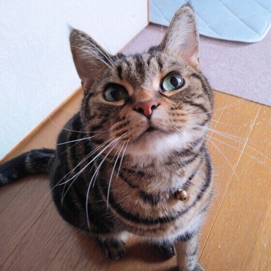 遊びをおねだりするそらくん（アメリカンショートヘア）