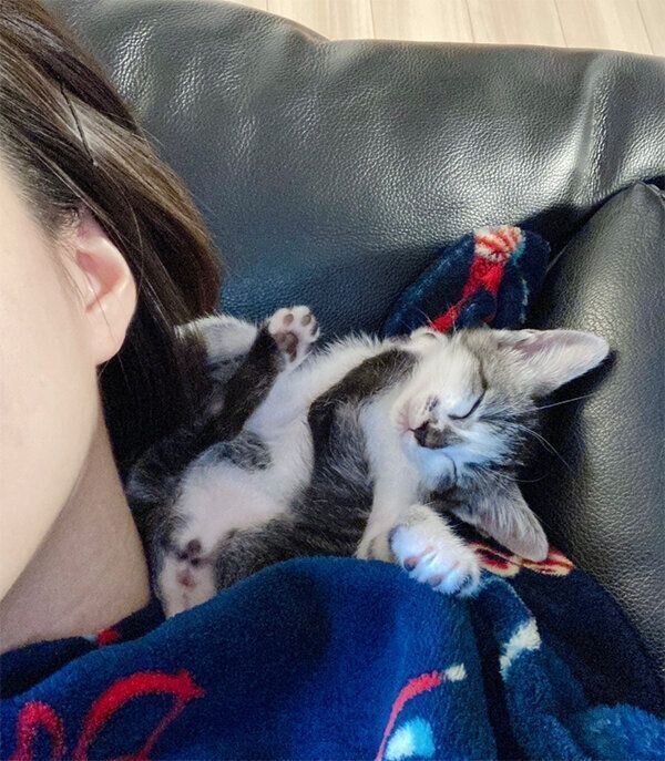 飼い主さんのそばで眠るししゃもちゃん