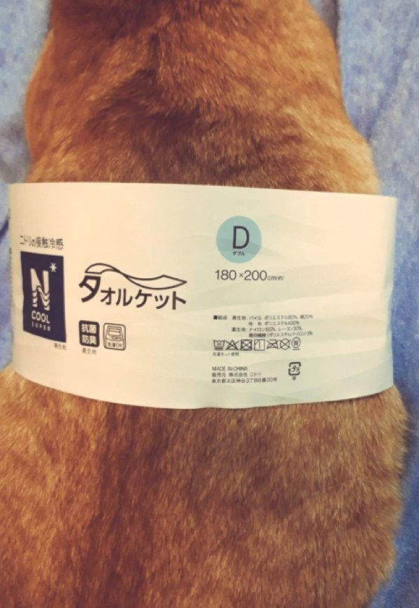 ラベルの中に入る茶トラ